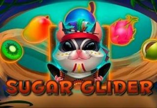 Sugar Glider